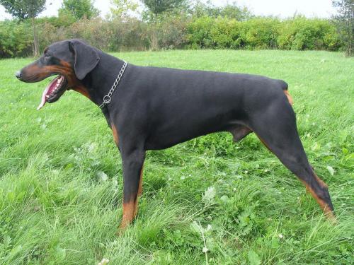 Fénix Jumper | Black Doberman Pinscher