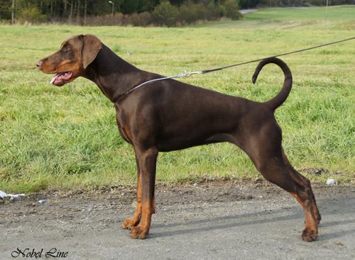 Gaby v. Nobel Line | Brown Doberman Pinscher