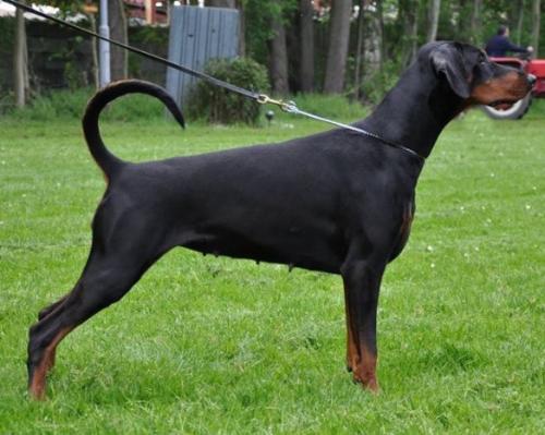 Freestyle Jazz of the Two Roses | Black Doberman Pinscher