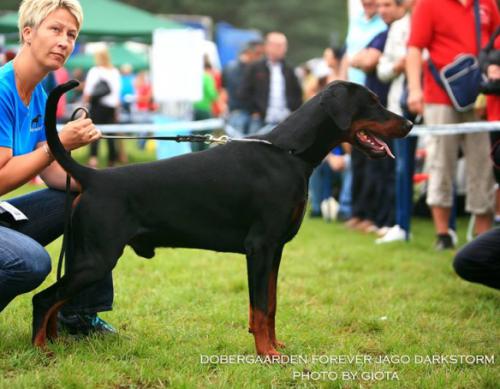 Dobergaarden Forever Jago Darkstorm | Black Doberman Pinscher