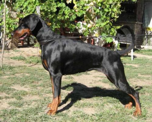 Dobergaarden Forever Grand Paris | Black Doberman Pinscher