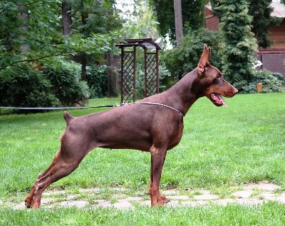 Pride of Russia Yaroslavna | Brown Doberman Pinscher