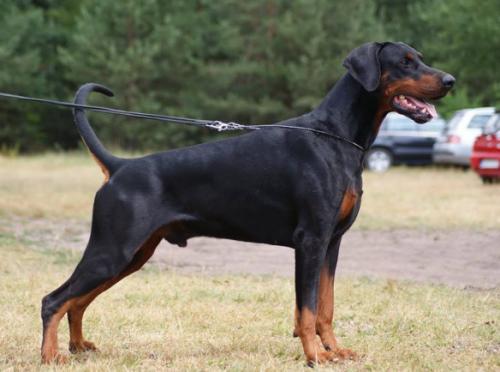 Dura Lex Polonia Hussaro Aquilae Ala | Black Doberman Pinscher