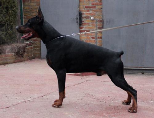 Tevez di Altobello | Black Doberman Pinscher