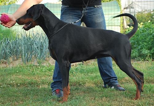 June v. Crowded House | Black Doberman Pinscher