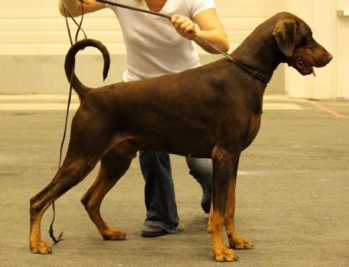 Boza Best Line v. Jahrestal | Brown Doberman Pinscher