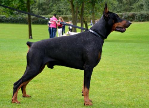 Retro v. Hunnoterra | Black Doberman Pinscher