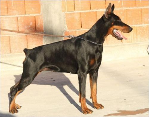 Tahi-Reme Tarabee | Black Doberman Pinscher