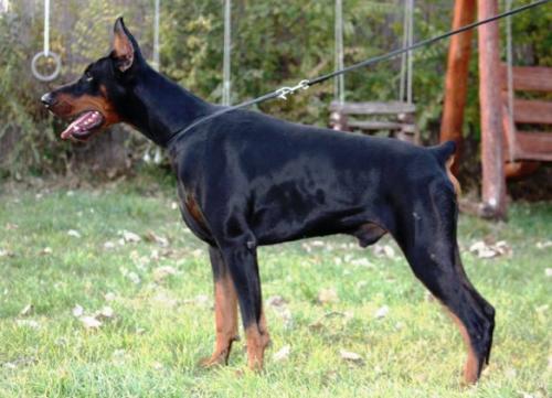 Hannibal v. Hunnoterra | Black Doberman Pinscher