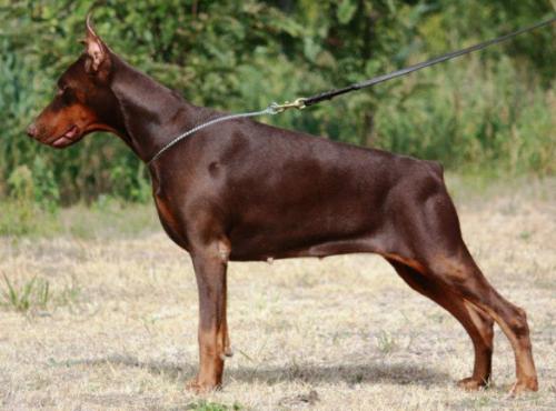 Playa v. Hunnoterra | Brown Doberman Pinscher