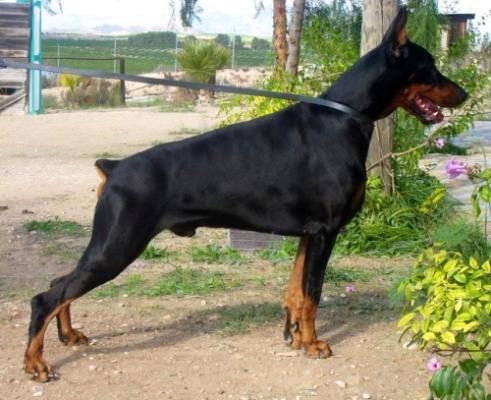 Danafox's Napoli | Black Doberman Pinscher