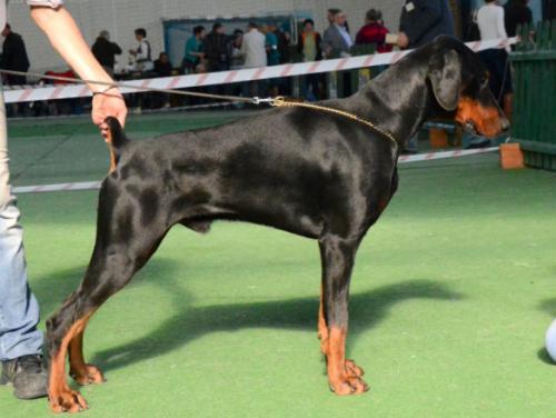 Tira Vento Pellegrino | Black Doberman Pinscher