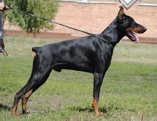 Taito Taro iz Zvezdnyh Vrat | Black Doberman Pinscher