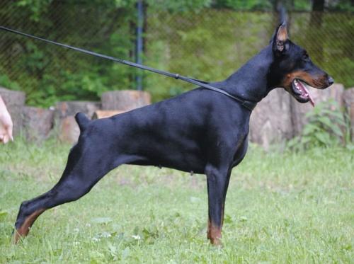 Tai Tagami iz Zvezdnyh Vrat | Black Doberman Pinscher