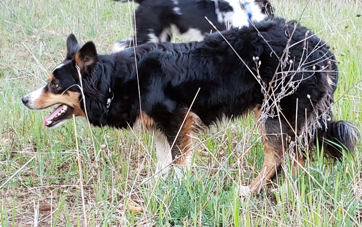 Brass (ABCA  437866) | Border Collie 