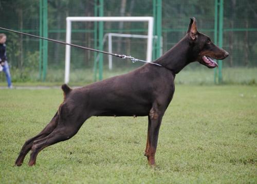 Tinuviel iz Zvezdnyh Vrat | Brown Doberman Pinscher