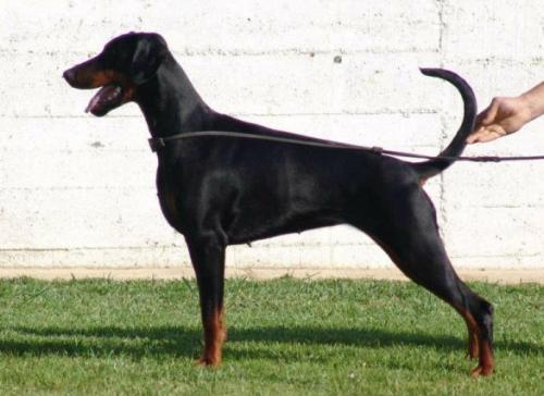 Baronessa Bjork from House of Emperor | Black Doberman Pinscher