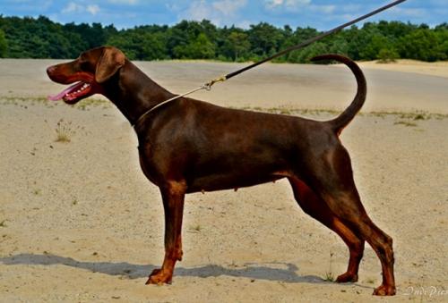 Hertogin Maureen v. Olympiastaete | Brown Doberman Pinscher