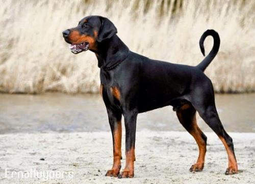 Hertog Moreno v. Olympiastaete | Black Doberman Pinscher