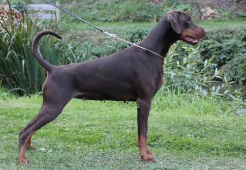 Hertogin Melissa v. Olympiastaete | Brown Doberman Pinscher