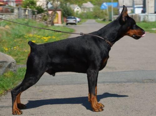 Excelsior de Grande Vinko | Black Doberman Pinscher