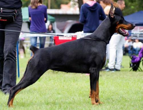 Energy Emission de Grande Vinko | Black Doberman Pinscher