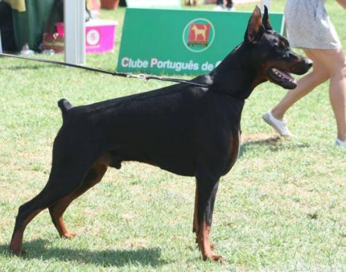 Don Duarte de Grande Vinko | Black Doberman Pinscher