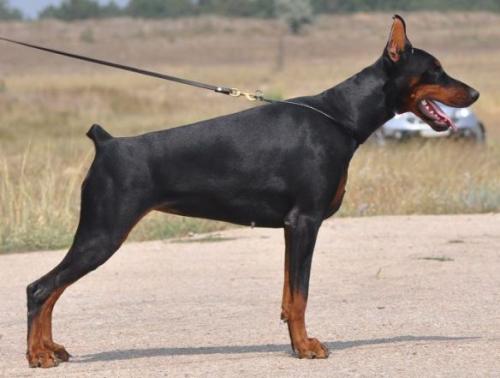 Diana Princess Warrior de Grande Vinko | Black Doberman Pinscher