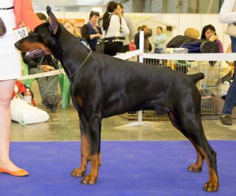 Coriolanus de Grande Vinko | Black Doberman Pinscher