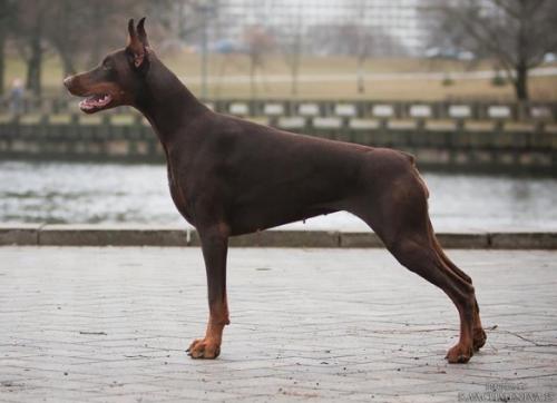 Nirvana Dar Felven | Brown Doberman Pinscher