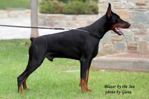 Blazer by the Sea | Black Doberman Pinscher