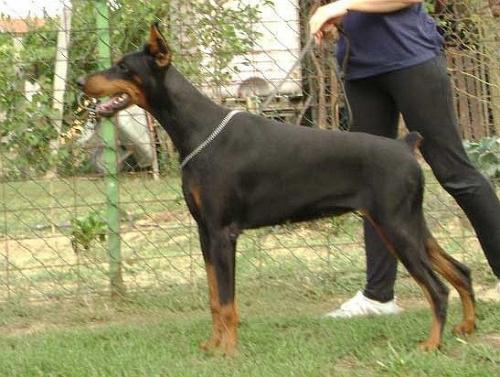 Machine Flashived | Black Doberman Pinscher