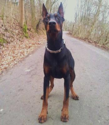 Eddie v.d. Robert Hof | Black Doberman Pinscher