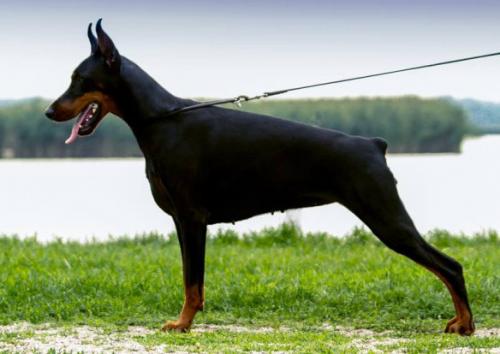 You Too King of Darkness | Black Doberman Pinscher