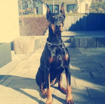 Alis v.d. Robert Hof | Black Doberman Pinscher