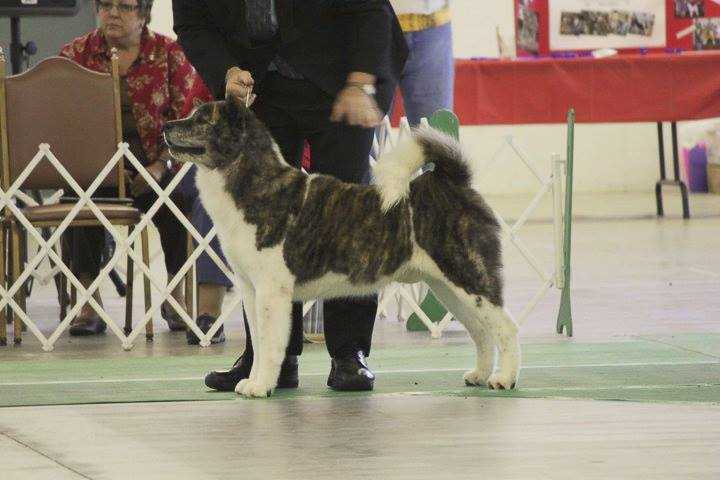 Snowcrest's Rhythm N Blues | Akita 