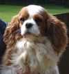 Toraylac Exquisite | Cavalier King Charles Spaniel 