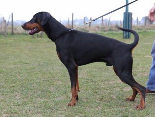 Duco v.d. Rijucohoeve | Black Doberman Pinscher