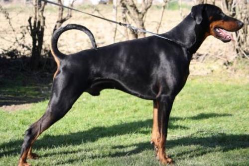 Deacan v.d. Rijucohoeve | Black Doberman Pinscher