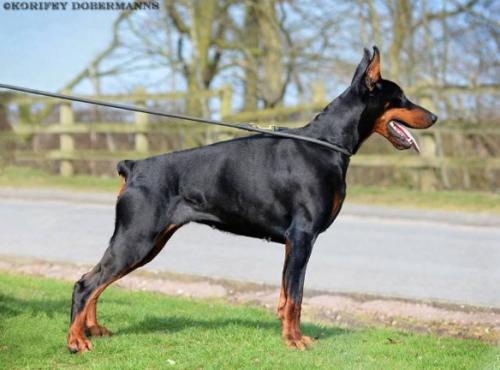 Casa di Fera Amadea | Black Doberman Pinscher