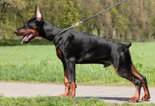 Casa di Fera Alphard | Black Doberman Pinscher