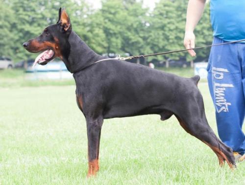 Casa di Fera Bahram | Black Doberman Pinscher