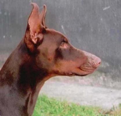 Modus Ost Don Doping | Brown Doberman Pinscher