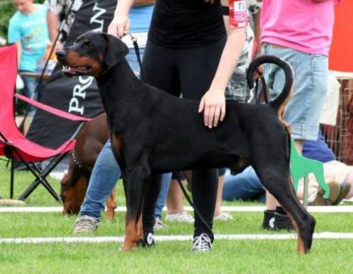 Dobvagance Atlas | Black Doberman Pinscher