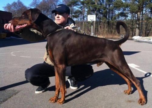 Dobvagance Argos | Brown Doberman Pinscher