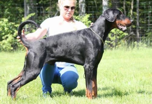 Zonsierraz Iwar | Black Doberman Pinscher