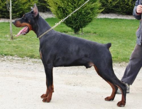 Larus di Altobello | Black Doberman Pinscher