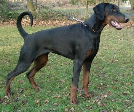 Djana v. Hellerwald | Black Doberman Pinscher