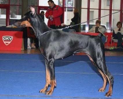 Dafne v.'t Liethohof | Black Doberman Pinscher