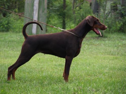 Arwen (DK18463/2007) | Brown Doberman Pinscher